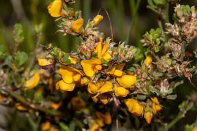 Pultenaea largiflorens, photographed by T. Hammer