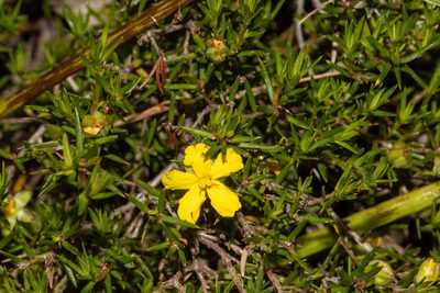 Hibbertia exutiacies, photographed by T. Hammer