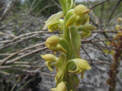 Satyrium bicorne, photographed by douglaseustonbrown