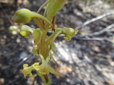 Satyrium humile, photographed by douglaseustonbrown