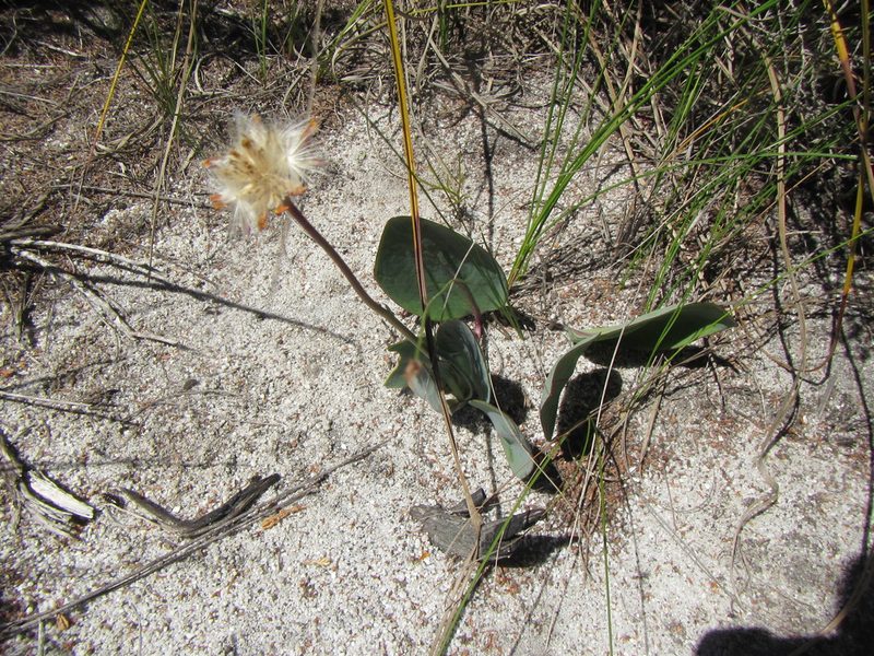 Othonna bulbosa, photographed by douglaseustonbrown