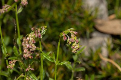 Gonocarpus tetragynus, photographed by T. Hammer