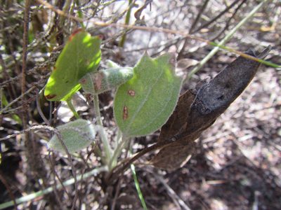 Centella difformis, photographed by douglaseustonbrown