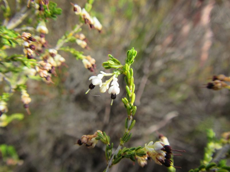 Erica suffulta, photographed by douglaseustonbrown