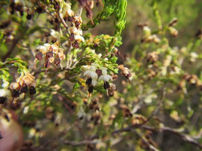 Erica suffulta, photographed by douglaseustonbrown