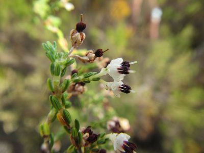 Erica suffulta, photographed by douglaseustonbrown