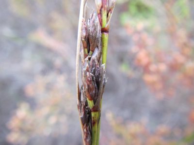 Schoenus cuspidatus, photographed by douglaseustonbrown