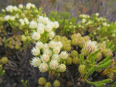 Brunia paleacea, photographed by douglaseustonbrown