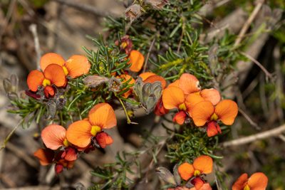Dillwynia hispida, photographed by T. Hammer