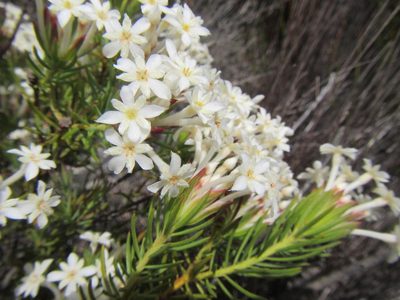 Gnidia pinifolia, photographed by douglaseustonbrown