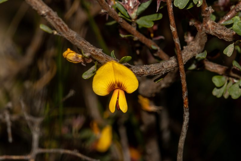 Pultenaea largiflorens, photographed by T. Hammer