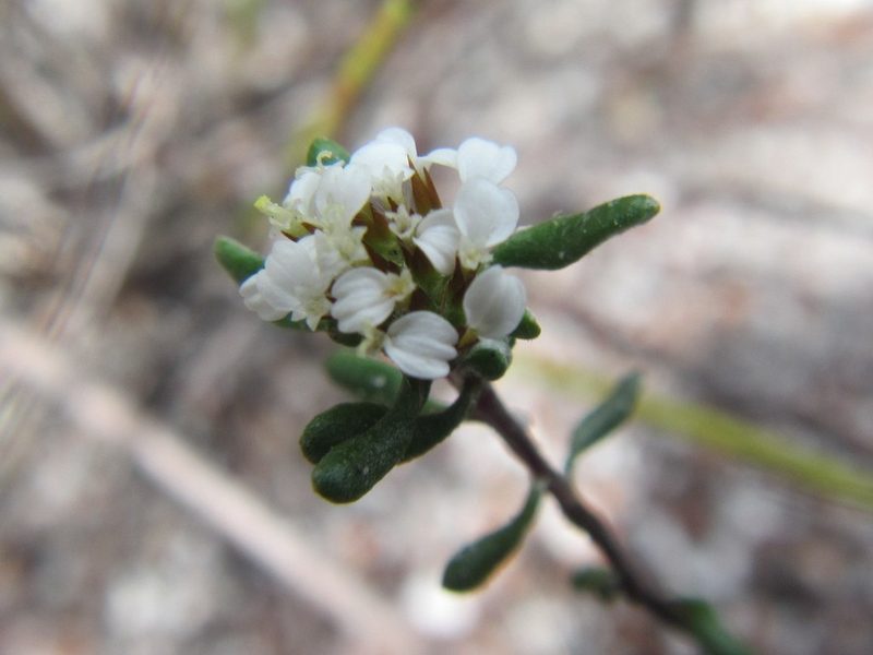 Stoebe laxifolia, photographed by douglaseustonbrown