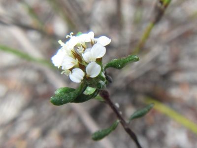 Stoebe laxifolia, photographed by douglaseustonbrown