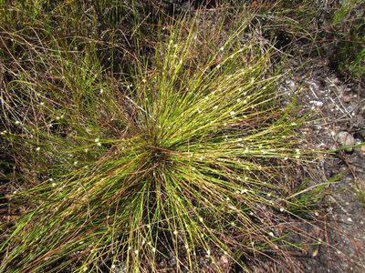 Ficinia minutiflora, photographed by douglaseustonbrown