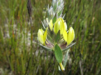 Aspalathus sericea, photographed by douglaseustonbrown