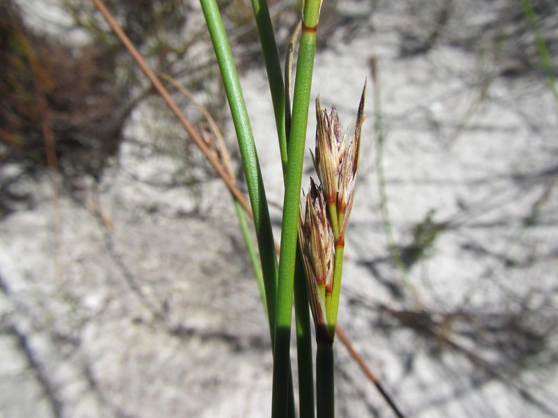 Schoenus auritus, photographed by douglaseustonbrown