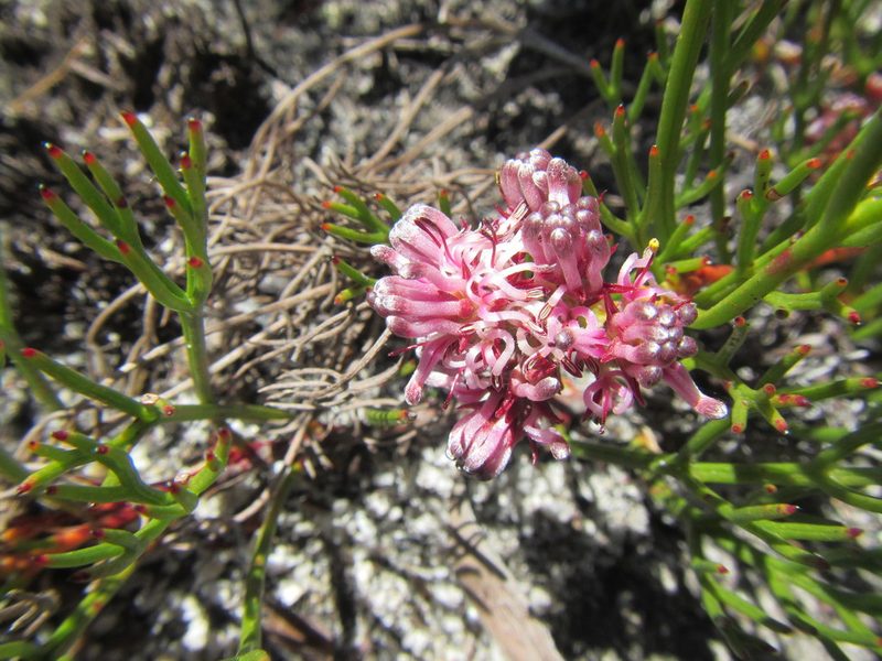 Serruria rubricaulis, photographed by douglaseustonbrown