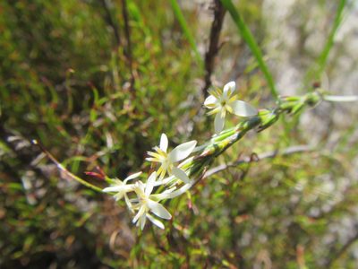 Struthiola ciliata, photographed by douglaseustonbrown