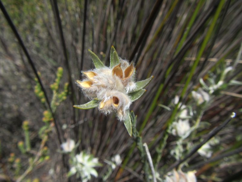 Amphithalea tomentosa, photographed by douglaseustonbrown