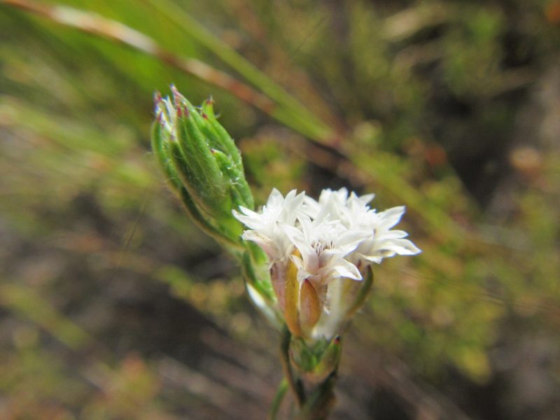 Metalasia quinqueflora, photographed by douglaseustonbrown