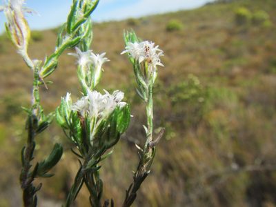 Metalasia quinqueflora, photographed by douglaseustonbrown