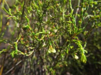 Erica multiflexuosa, photographed by douglaseustonbrown
