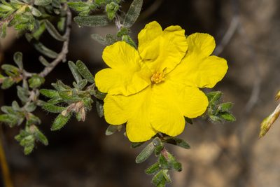Hibbertia crinita, photographed by T. Hammer