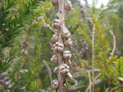 Leptospermum continentale, photographed by douglaseustonbrown