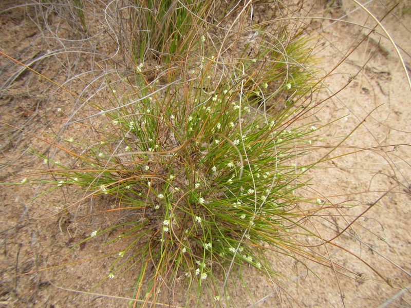 Ficinia minutiflora, photographed by douglaseustonbrown