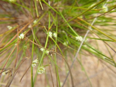 Ficinia minutiflora, photographed by douglaseustonbrown