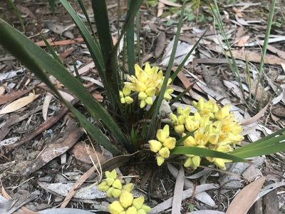 Conostylis aculeata, photographed by Ann Bentley