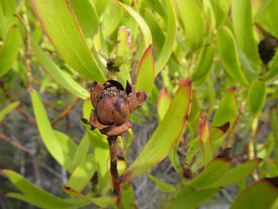 Leucadendron microcephalum, photographed by douglaseustonbrown