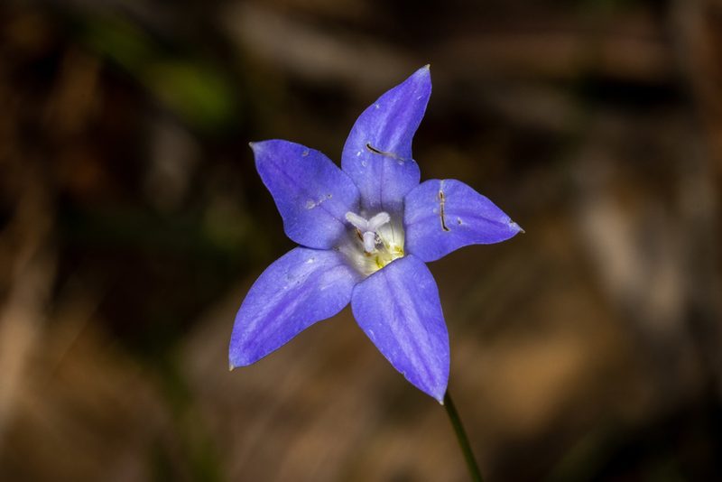 Wahlenbergia stricta, photographed by T. Hammer