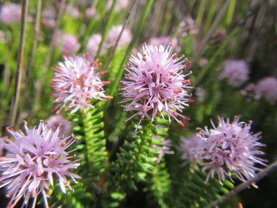Stilbe ericoides, photographed by douglaseustonbrown