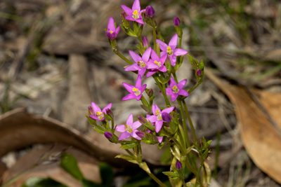 Centaurium tenuiflorum, photographed by T. Hammer