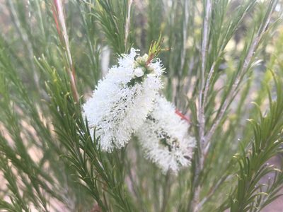 Melaleuca armillaris, photographed by Ann Bentley