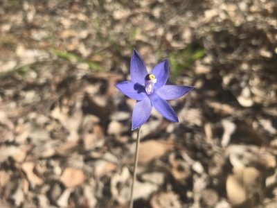 Thelymitra graminea, photographed by Ann Bentley