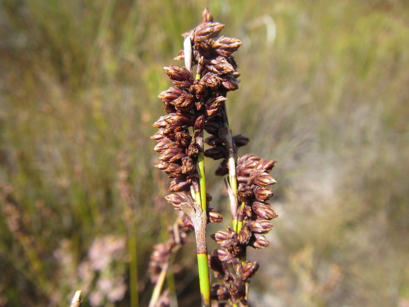 Elegia deusta, photographed by douglaseustonbrown