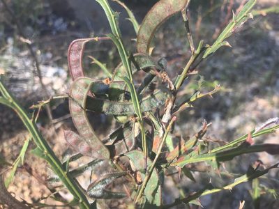Acacia alata, photographed by Ann Bentley