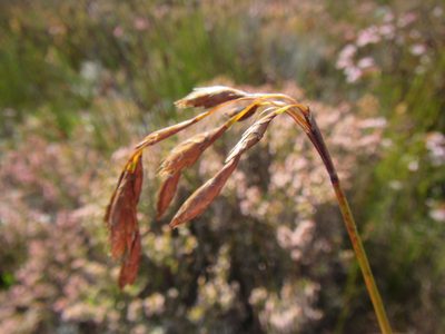 Thamnochortus pulcher, photographed by douglaseustonbrown