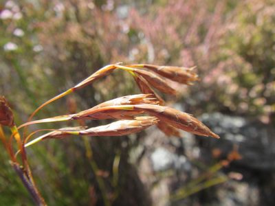 Thamnochortus pulcher, photographed by douglaseustonbrown
