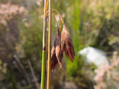 Thamnochortus pulcher, photographed by douglaseustonbrown