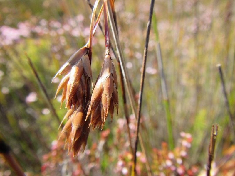 Thamnochortus pulcher, photographed by douglaseustonbrown