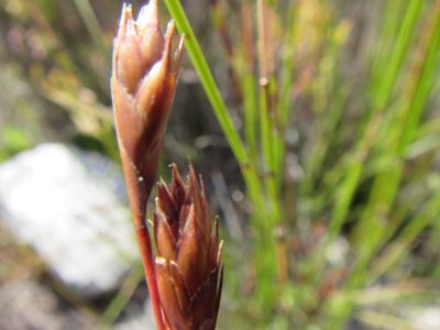 Thamnochortus pulcher, photographed by douglaseustonbrown