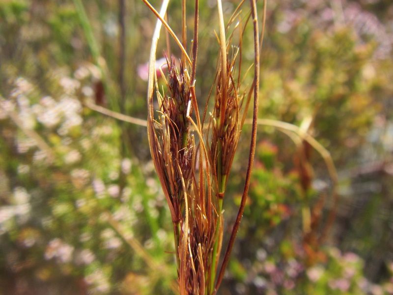 Schoenus compactus, photographed by douglaseustonbrown