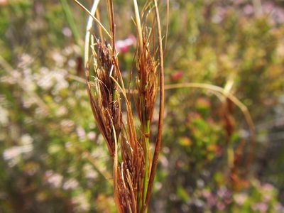 Schoenus compactus, photographed by douglaseustonbrown