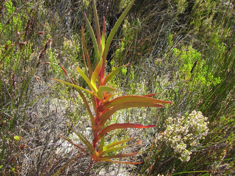 Klattia stokoei, photographed by douglaseustonbrown