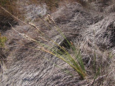 Ficinia monticola, photographed by douglaseustonbrown