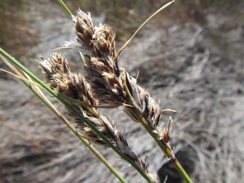 Ficinia monticola, photographed by douglaseustonbrown
