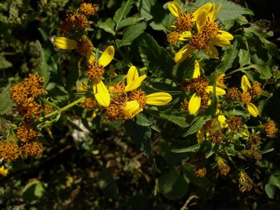 Bidens reptans, photographed by Neptalí Ramírez Marcial